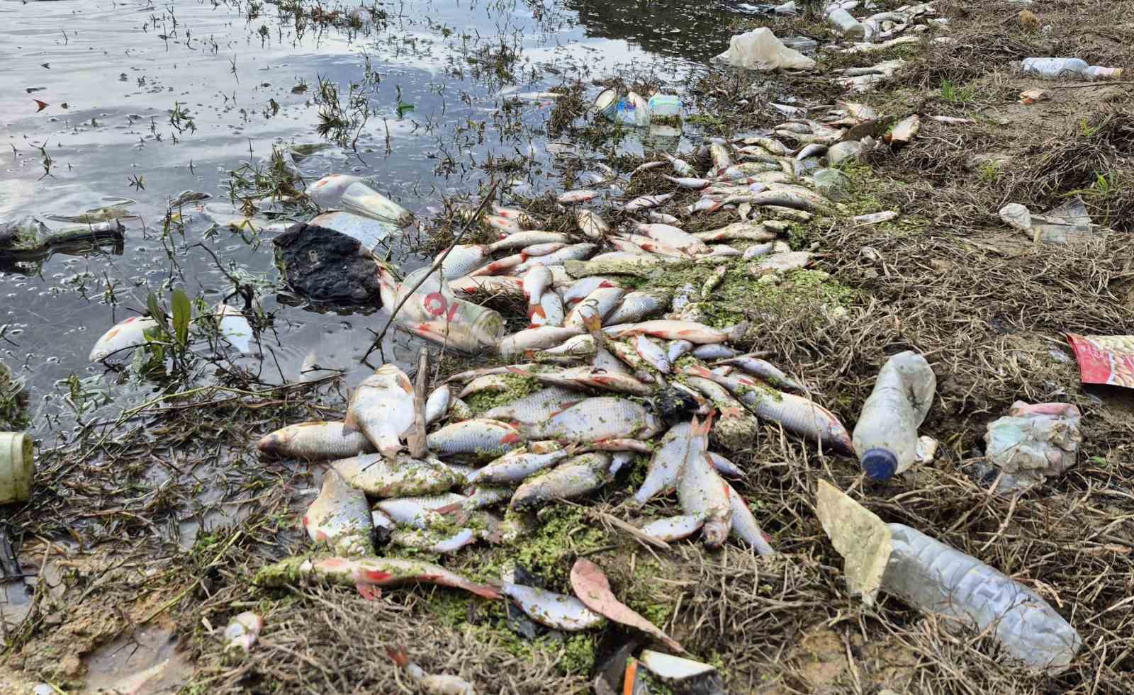 Eyüpsultan’da gölette yosun patlaması: Çok sayıda balık telef oldu