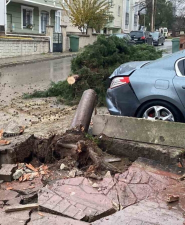 Kocaeli’de şiddetli rüzgar 12 metrelik ağacı devirdi: Yol trafiğe kapandı