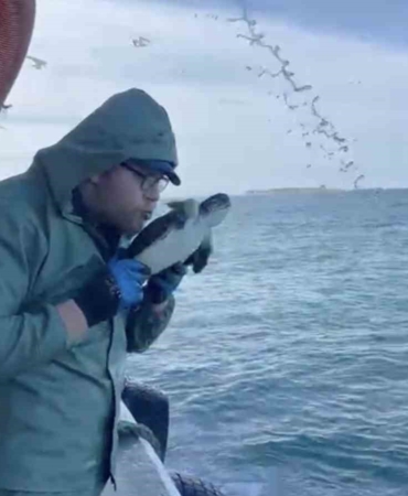Çanakkale’de balıkçılar ağlarına takılan caretta carettayı kurtardılar