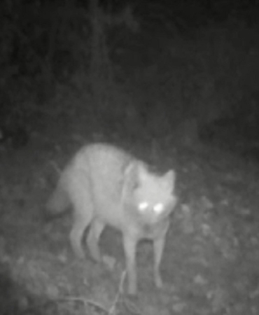 Kurt ve çakal aynı fotokapanda