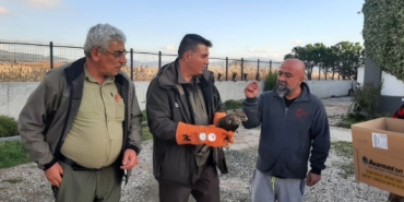 Çanakkale’de yaralı şahin koruma altına alındı