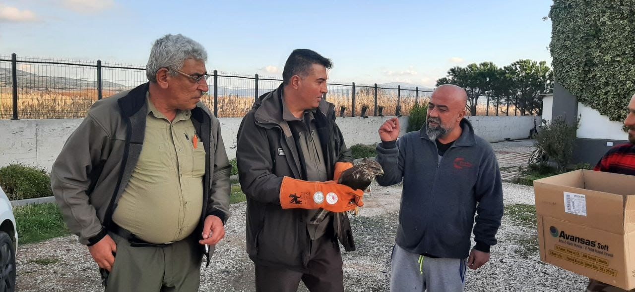 Çanakkale’de yaralı şahin koruma altına alındı