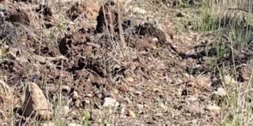 Çanakkale’de tedavisi tamamlanan kirpi doğaya salındı