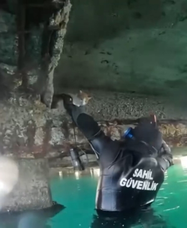 Mahsur kalan kedi için sahil güvenlik seferber oldu