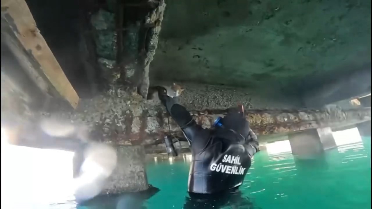 Mahsur kalan kedi için sahil güvenlik seferber oldu