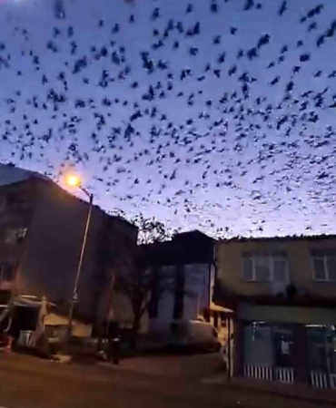 Tekirdağ’da gökyüzünü kaplayan kuşlar görsel şölen oluşturdu