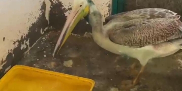 Bursa’da tedavisi tamamlanan ak pelikan doğaya salındı