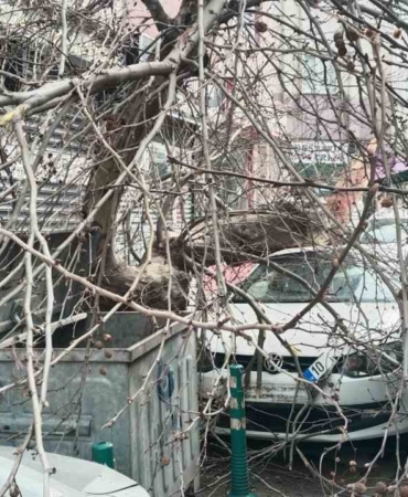 Kamyon çarptı, çınar ağacı araçların üzerine devrildi