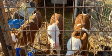 Üçüz buzağılara altınlı tebrik