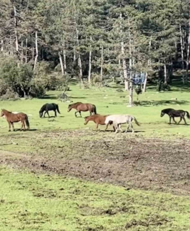Bursa’da yılkı atlarının özgürlük gezisi