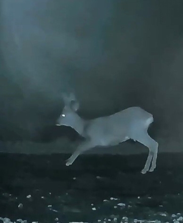 Ganos’ta doğanın neşesi karacalar görüntülendi