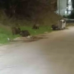 Bursa’da aç kalan domuz sürüsü şehre indi