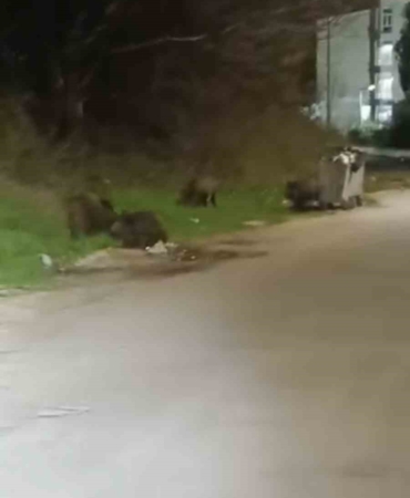 Bursa’da aç kalan domuz sürüsü şehre indi