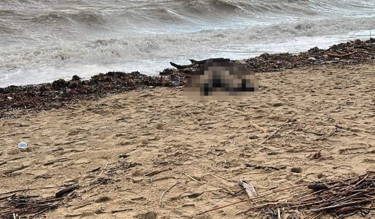 Sarımsaklı sahiline kadın cesedi vurdu