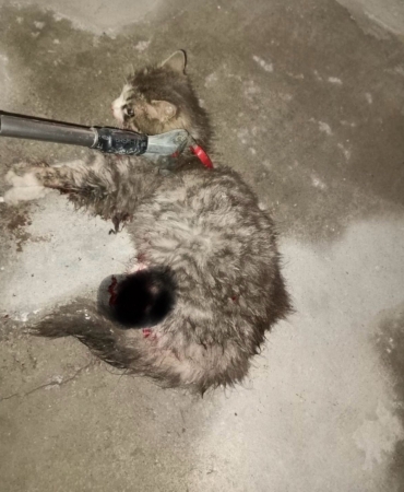 Ayvacık’ta otomobilde sıkışan kedi kurtarıldı