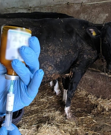 Kırklareli’nde büyükbaş hayvanlara şap aşısı