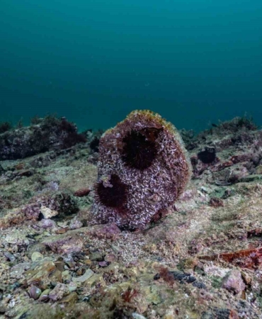 Akdeniz’de çok az kaldı, Tuzla’da umut verdi