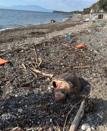 Ayvacık’ta ölü caretta caretta sahile vurdu