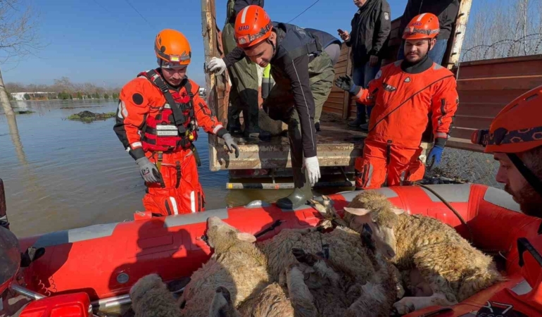 Çiftliklerde mahsur kalan hayvanlar botla kurtarılıyor