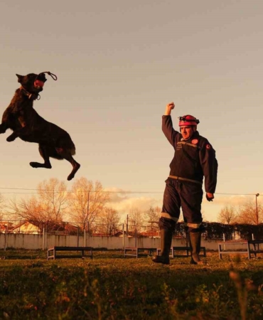 Sakarya itfaiyesinin eğitimli köpekleri operasyonlar için hazır kıta bekliyor
