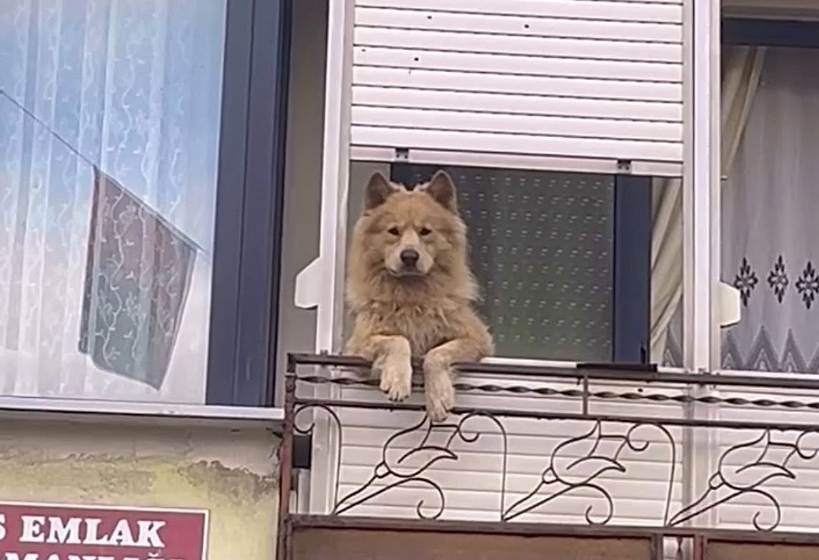 Balkondaki sevimli köpek herkesi gülümsetiyor