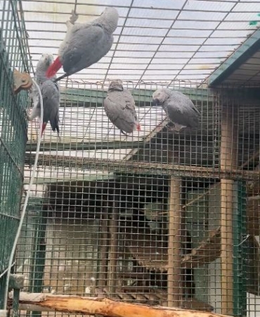 İstanbul Havalimanı’nda 20 adet Afrika gri papağanı ele geçirildi