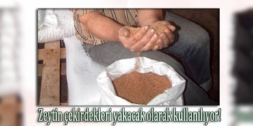 Burhaniye’de zeytin çekirdekleri Yunanistan’a ihraç ediliyor