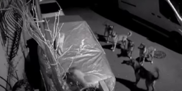 Başakşehir’de başıboş köpeklerin saldırdığı kedi öldü