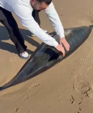 Şile’de ölü yunus kıyıya vurdu