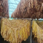 Bilecik’te tütün ve ipekböceği için ilk adım atıldı