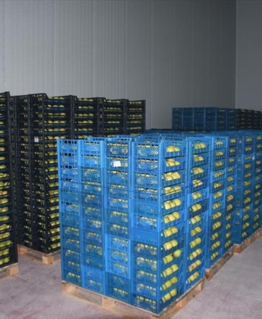 Kestel’e 400 milyon liralık dev meyve tesisi kuruluyor