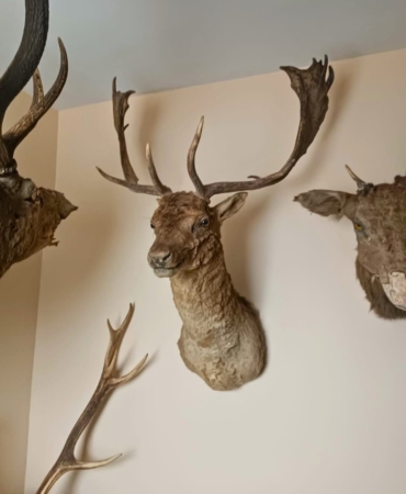 Tekirdağ’da yaban hayvanlarına ait 40 adet tahnit ve trofe ele geçirildi