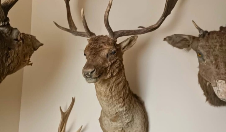 Tekirdağ’da yaban hayvanlarına ait 40 adet tahnit ve trofe ele geçirildi