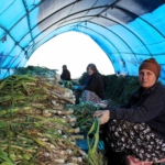 Lüleburgaz’da pırasa hasadı