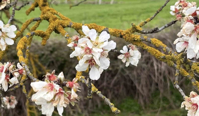 Hayrabolu’da badem ağaçları erken çiçek açtı