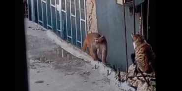 Fikirtepe’de bulundurulması yasaklı maymun türü yakalandı