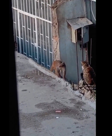 Fikirtepe’de bulundurulması yasaklı maymun türü yakalandı