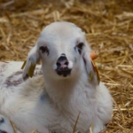 Koyunlara suni tohumlama geliyor