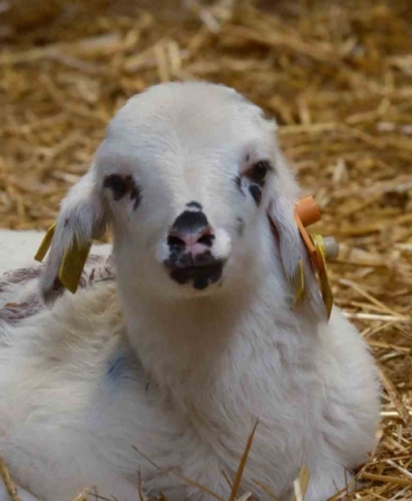 Koyunlara suni tohumlama geliyor