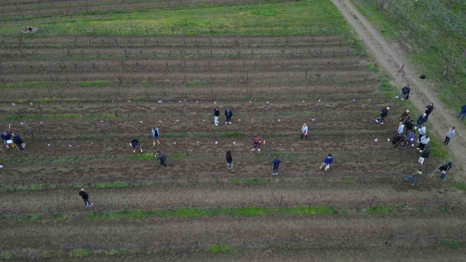 Tekirdağ’da bağ budama yarışması
