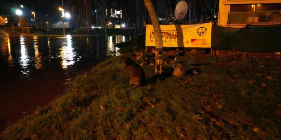 Tunca Nehri taştı: Suyla dolan Sarayiçi güreş alanında köpekler mahsur kaldı