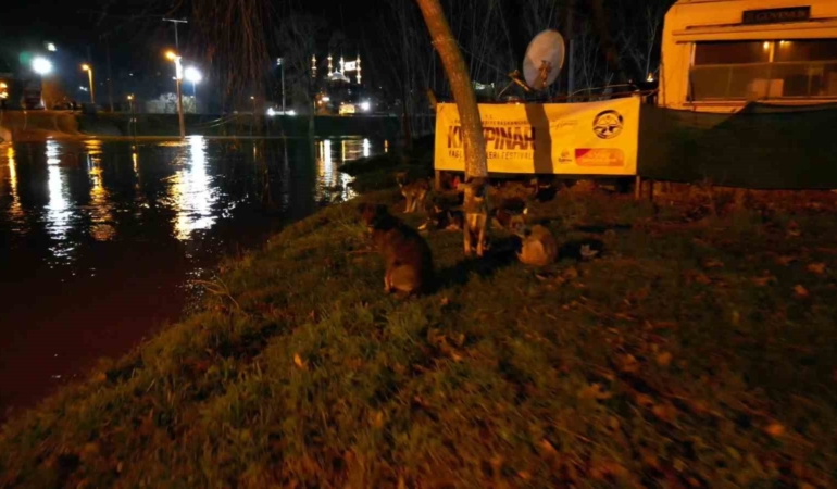 Tunca Nehri taştı: Suyla dolan Sarayiçi güreş alanında köpekler mahsur kaldı