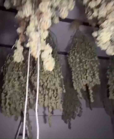 Kırklareli’nde 54 kilogram esrar ele geçirildi: 1 tutuklama