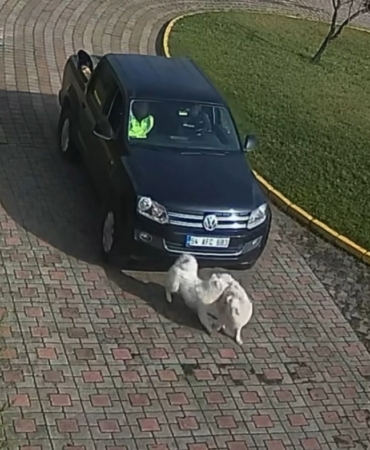 Valilik Konağı’ndaki "köpek ölümü" olayının görüntüleri ortaya çıktı