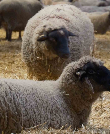 Yılların Merinos Koyunu’na yeni etçil rakip geldi: Bandırma Koyunu