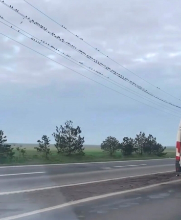 Sığırcıkların erken bahar provası