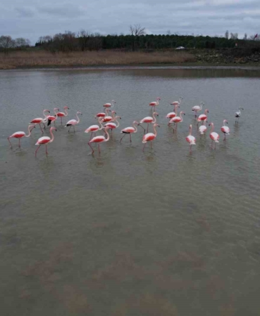 Flamingolar Büyükçekmece Gölü’nde görüntülendi