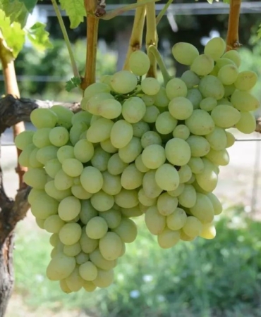 Tekirdağ’da "Günışığı" üzümü tescillendi