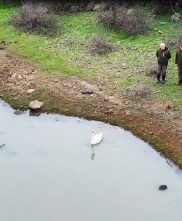 Ankara’da düşen kuğu Edirne’de özgürlüğüne kavuştu