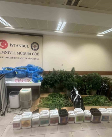 Sultanbeyli’de kenevir serasına baskın: 21 kilo Hint keneviri ele geçirildi